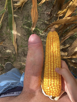 Mitchell, SD - corn on the cob size D